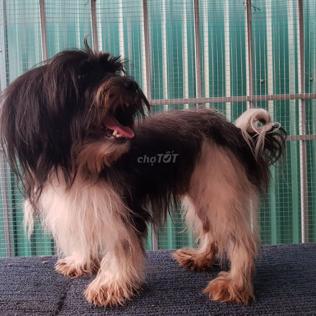 Chó poodle bò sữa đực