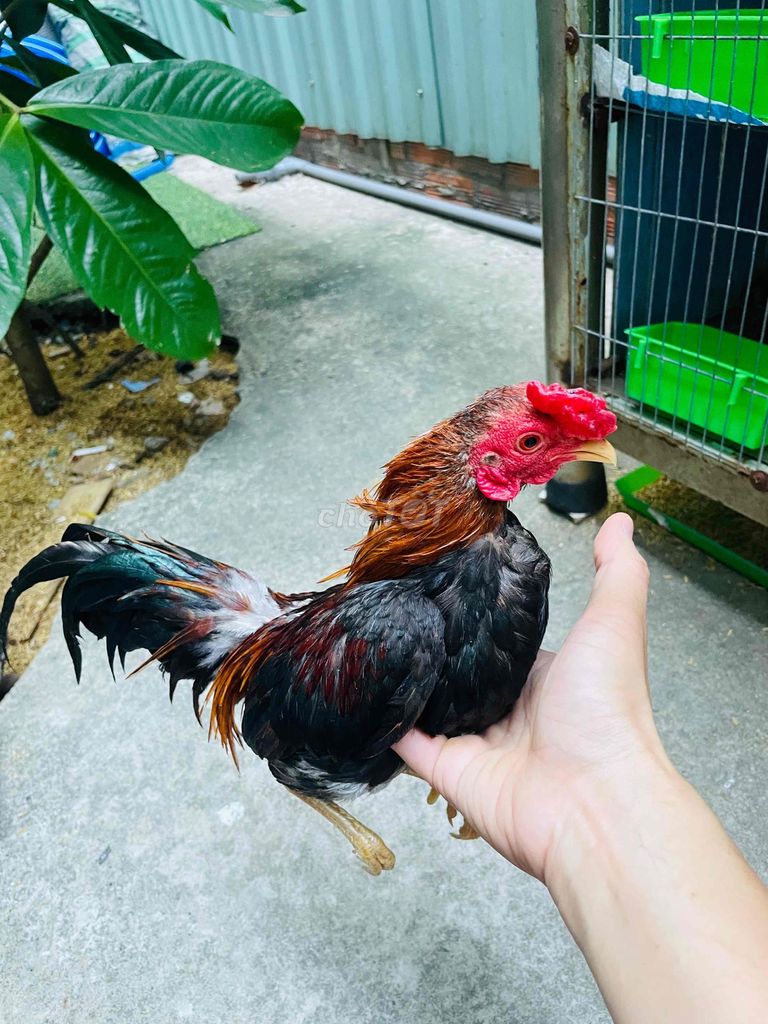 gà tre bắc giá rẻ quận tân phú hcm. Mua bán Gà tại Quận Tân Phú Tp Hồ Chí Minh được đăng bởi trang nguyen hình 1
