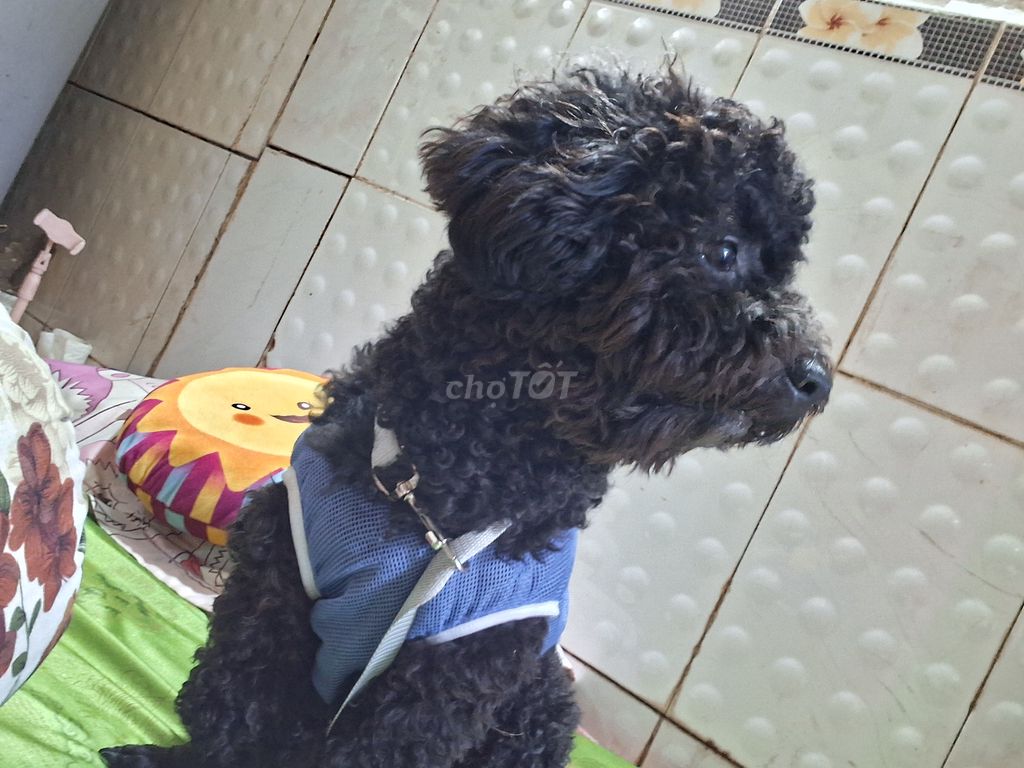 Chó Poodle Đen Đực. Mua bán Chó tại Quận 8 Tp Hồ Chí Minh được đăng bởi Phan quốc dung hình 1