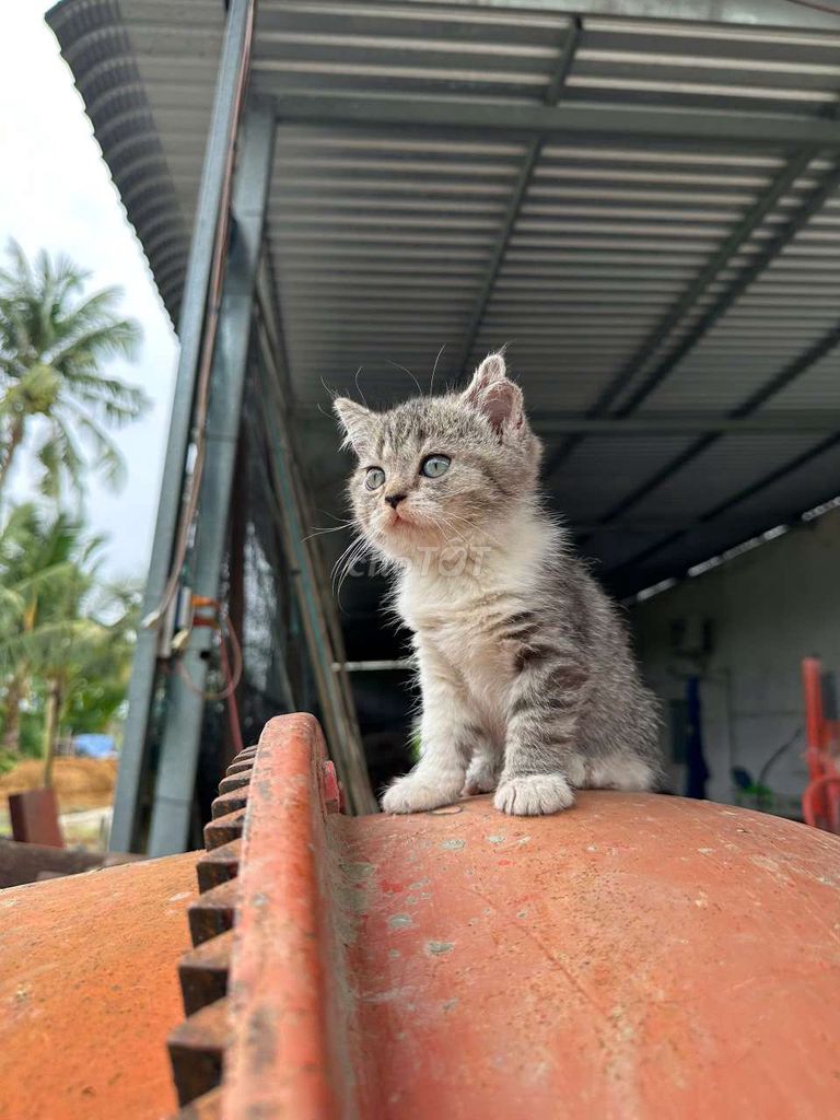 Mèo Anh Lông Ngắn Tappy. Mua bán Mèo tại Thành phố Sa Đéc Đồng Tháp được đăng bởi Penta Store hình 6