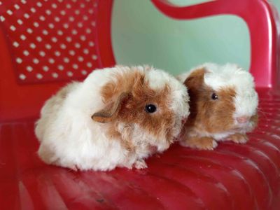 Bọ ú dòng cừu merino mặt ngắn bánh bao chuẩn thuần. Mua bán Thú cưng khác tại Quận 4 Tp Hồ Chí Minh được đăng bởi Nhuy Nguyễn