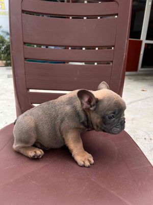 Bé bull pháp giới tính đực, dưới 3 tháng tuổi