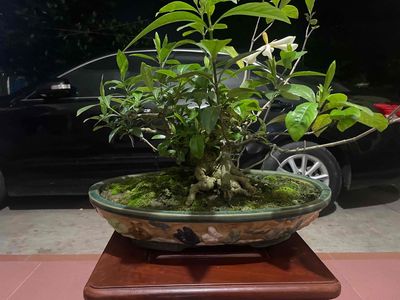 Cây bonsai dành dành đang độ ra hoa