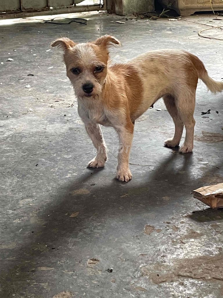Chó Poodle lai Nhật Cái Nâu trắng đã tiêm phòng. Mua bán Chó tại Quận Bắc Từ Liêm Hà Nội được đăng bởi sơn rabbit hình 1