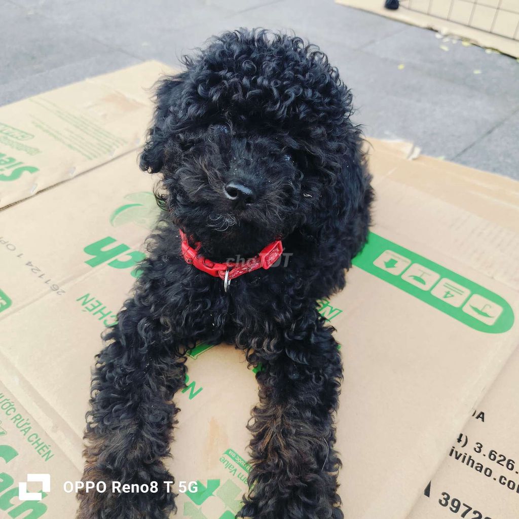 Chó poodle nhà đẻ thuần chủng