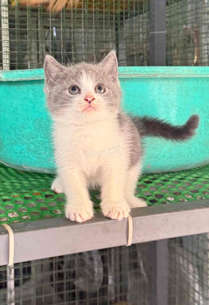 bán mèo ALN bicolor và xám xanh cái 50 ngày tuổi. Mua bán Mèo tại Thành phố Dĩ An Bình Dương được đăng bởi Sang Sensei hình 1
