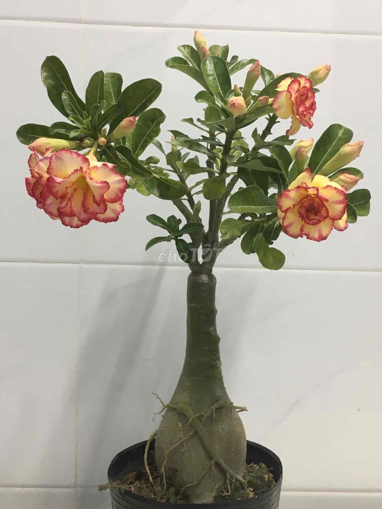 sứ ghép. Mua bán Cây cảnh, đồ trang trí tại Quận 7 Tp Hồ Chí Minh được đăng bởi Nga Trần hình 1