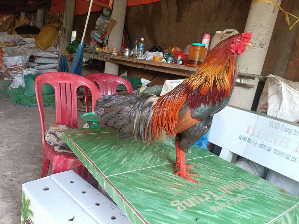 đều xanh 3k3 tay cục lông mới. Mua bán Gà tại Huyện Phú Tân An Giang được đăng bởi Vủ kê hình 1