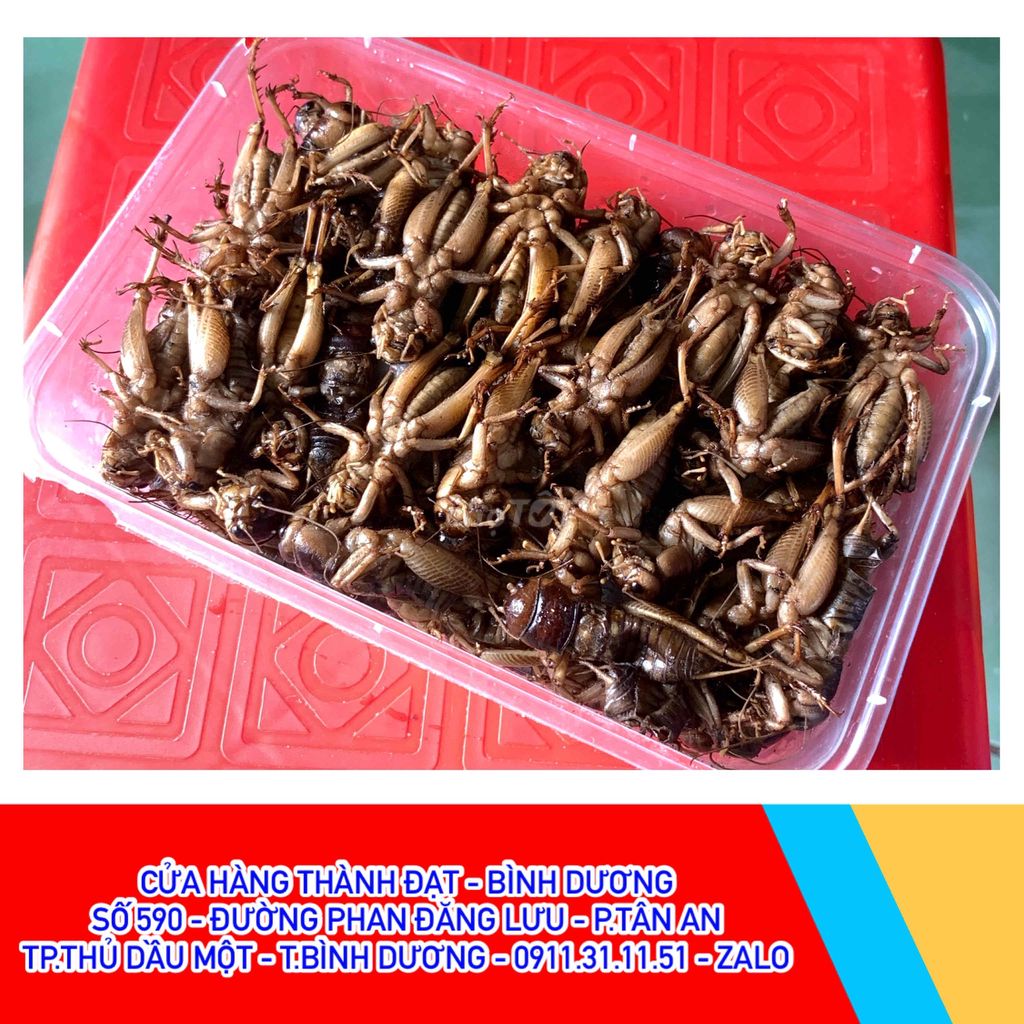 Cửa Hàng Bán Dế Cơm Tại Thủ Dầu Một Bình Dương. Mua bán Đồ ăn, thực phẩm và các loại khác tại Thành phố Thủ Dầu Một Bình Dương được đăng bởi Phước Bình Dương hình 1