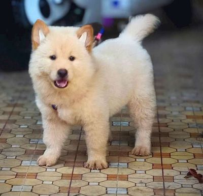 Gấu xù tai dựng siêu xinh