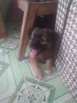 Chó Lai Phốc màu Nâu đen