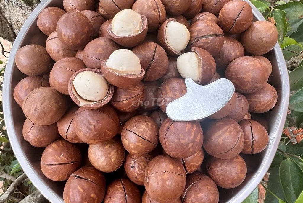 Hạt MẮC CA Việt Nam. Maccadamia Tây Nguyên Healthy