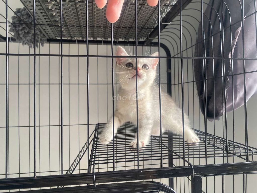 Tìm nhà cho 2 bé ALN thuần 3 tháng tuổi. Mua bán Mèo tại Thành phố Thủ Đức Tp Hồ Chí Minh được đăng bởi hân hân hình 1