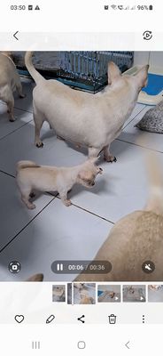 Chó chihuahua trắng, trắng kem, đực cái đầy đủ
