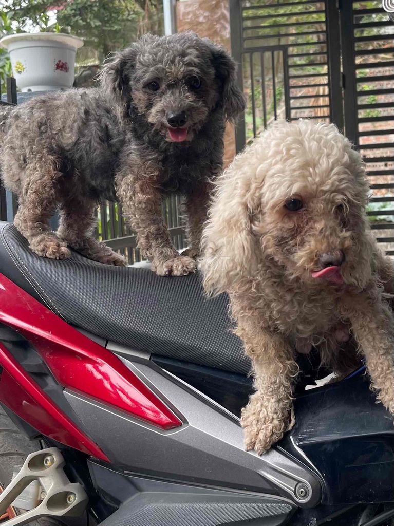 Chó Poodle Nâu Xám. Mua bán Chó tại Huyện Hạ Hòa Phú Thọ được đăng bởi Nguyễn Ngọc Hợi hình 1