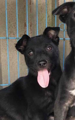 chó cỏ con lai bec giữ nhà giữ vườn