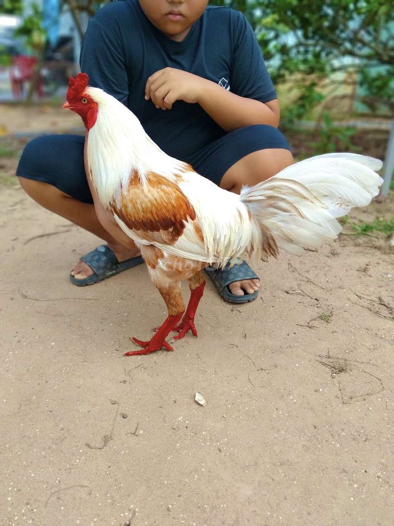 Gà chọi trống khét sữa 3k3 Thái lai Việt Mỹ. Mua bán Gà tại Huyện Củ Chi Tp Hồ Chí Minh được đăng bởi Cường hình 1