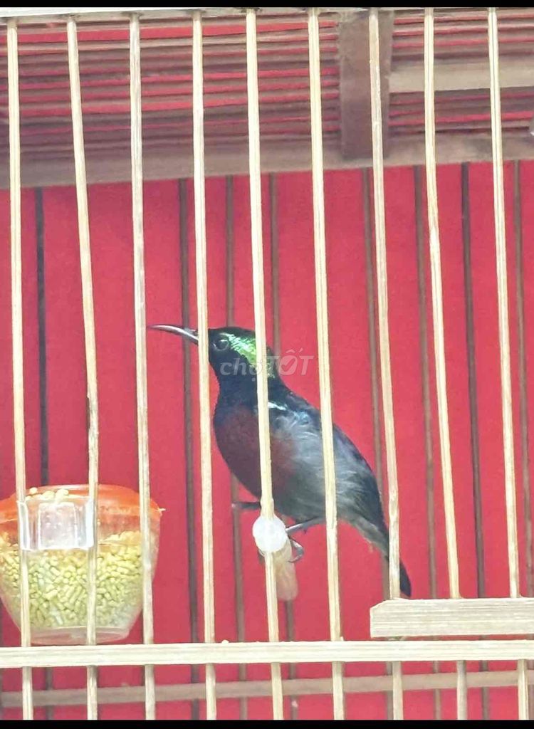 7màu chim đẹp hót hay. Mua bán Chim tại Quận 12 Tp Hồ Chí Minh được đăng bởi Triển hình 1