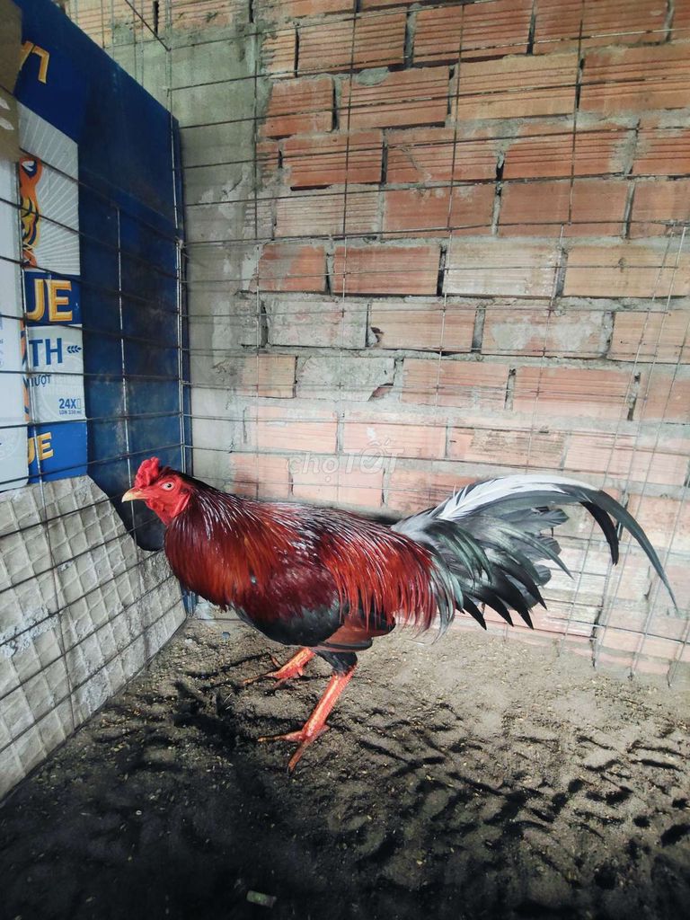 Thanh lý. Điều lao 3kg2. we 3kg.. Mua bán Gà tại Quận Cái Răng Cần Thơ được đăng bởi Nguyễn Phi Long hình 1