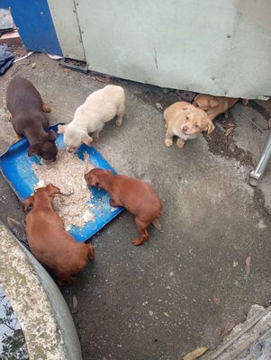 Chó Phốc nhiều màu