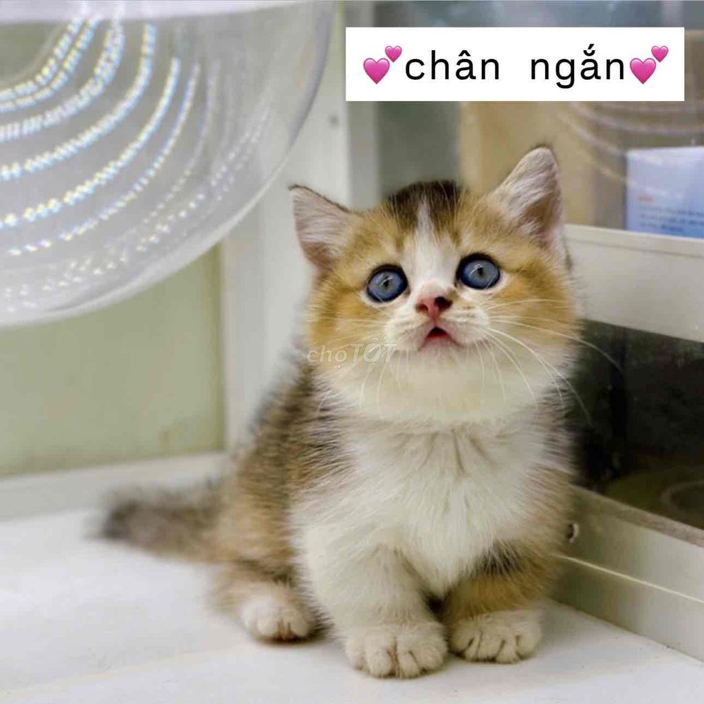 2 bé mèo cái/ đực- chân ngắn/ dài. Mua bán Mèo tại Huyện Hoài Đức Hà Nội được đăng bởi Mei Mei hình 1