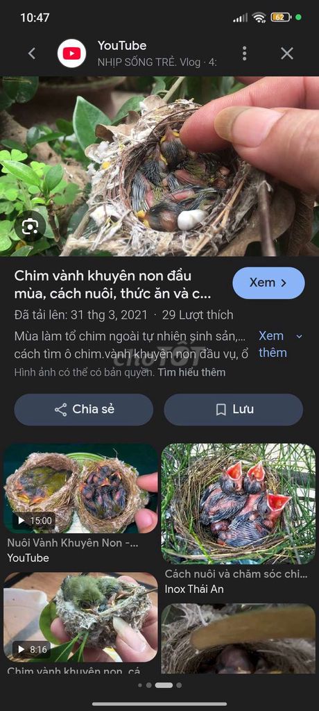 Chim vành khuyên non. Mua bán Chim tại Quận Hà Đông Hà Nội được đăng bởi Thủy Thủy hình 1