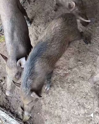Heo lai r 20kg đến 40,50kg giá 140k 1kg ạ ❤❤❤. Mua bán Thú cưng khác tại Thành phố Thủ Đức Tp Hồ Chí Minh được đăng bởi chuyên cung cấp gà đông tảo thuần chủng 