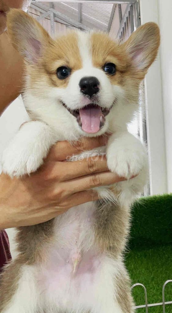 Chó Corgi 2 tháng. Mua bán Chó tại Huyện Thanh Trì Hà Nội được đăng bởi Nguyễn Longg hình 1