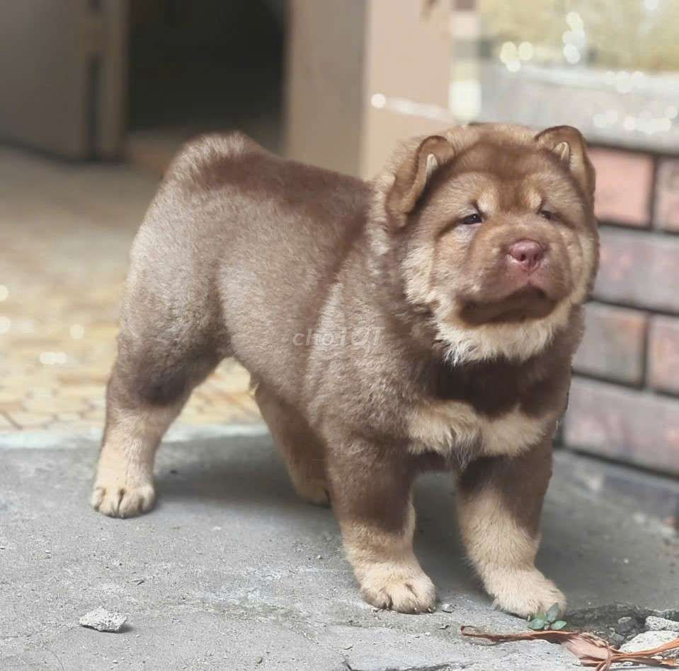 MÔNG CỘC VÀNG HỔ PHÁCH. Mua bán Chó tại Quận Gò Vấp Tp Hồ Chí Minh được đăng bởi Lan Phương hình 1