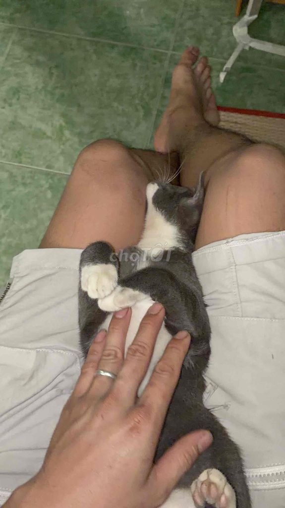 Mèo Xám trắng. Mua bán Mèo tại Thị xã Tân Uyên Bình Dương được đăng bởi Chàng TướnG CônG hình 1