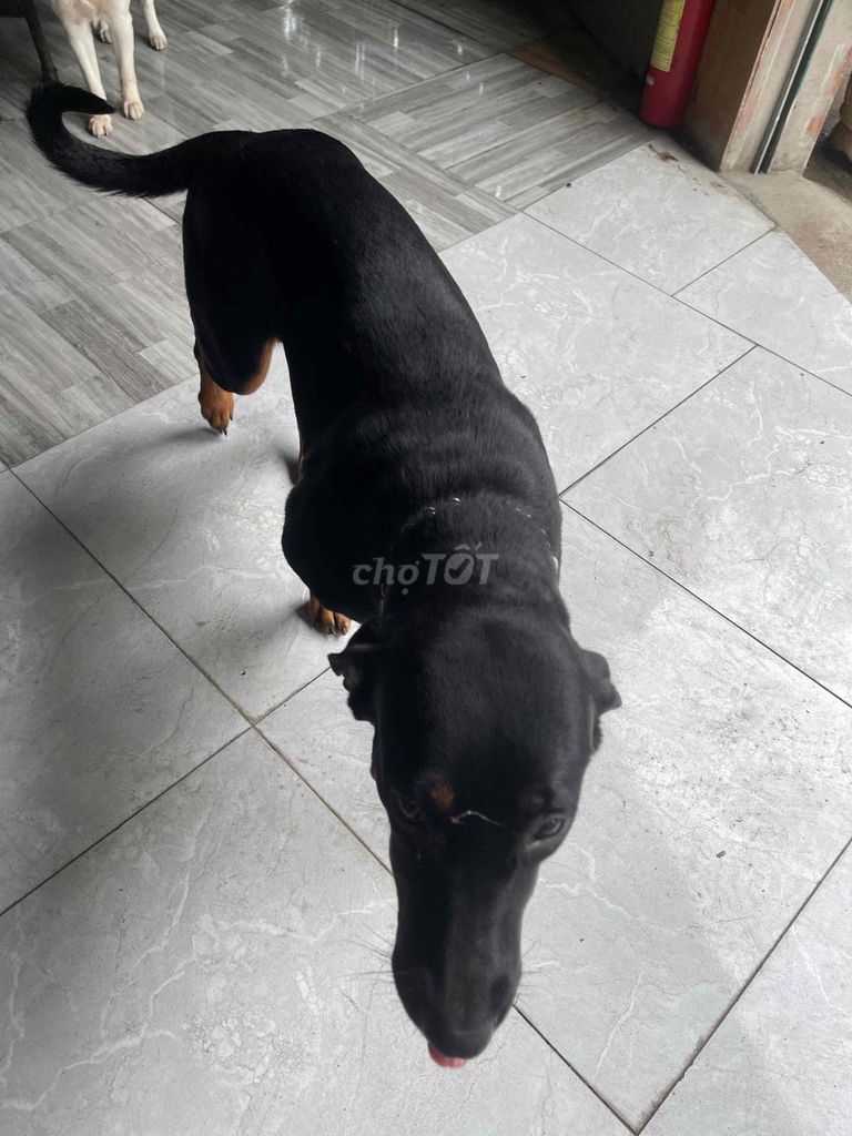 Chó. Mua bán Chó tại Thành phố Dĩ An Bình Dương được đăng bởi Lê Hồng Phúc hình 5