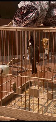 Chim chào mào thuần 90% không tật lỗi