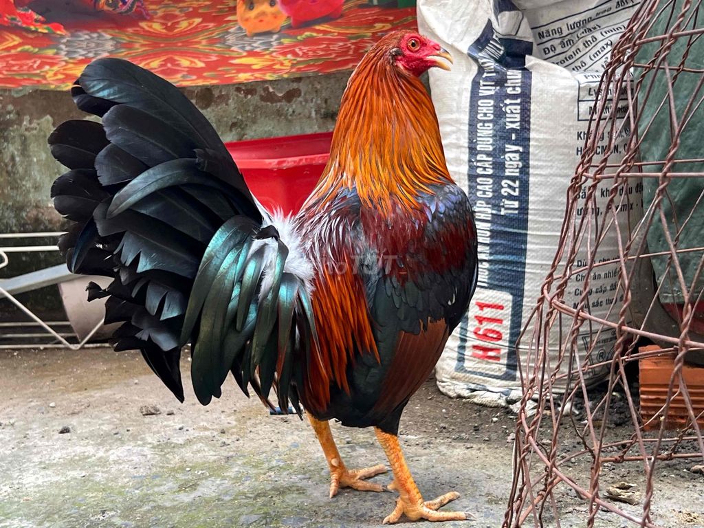 Gà chọi Cuban Mỹ trống Điều 1.47kg mau chơi. Mua bán Gà tại Huyện Bình Chánh Tp Hồ Chí Minh được đăng bởi Tuấn Gà Đá  hình 1
