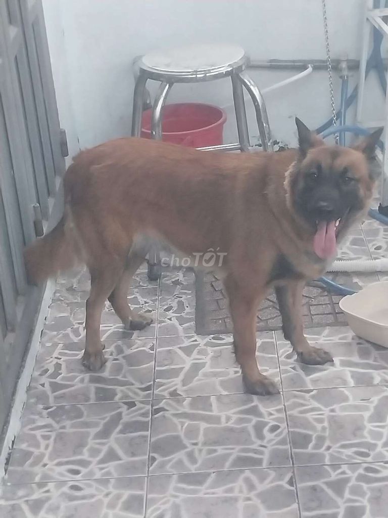 Chó cái 3 tuổi màu Nâu. Mua bán Chó tại Thành phố Biên Hòa Đồng Nai được đăng bởi Phong hình 1