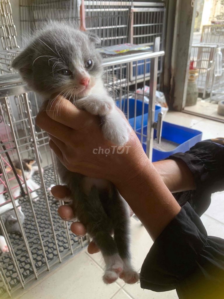 Mèo anh ❤️thuần chủng bicolor 💙 siêu đẹp giả rẻ. Mua bán Mèo tại Quận 8 Tp Hồ Chí Minh được đăng bởi Cửa Hàng Thanh Lý Đồ Cũ Mới hình 3
