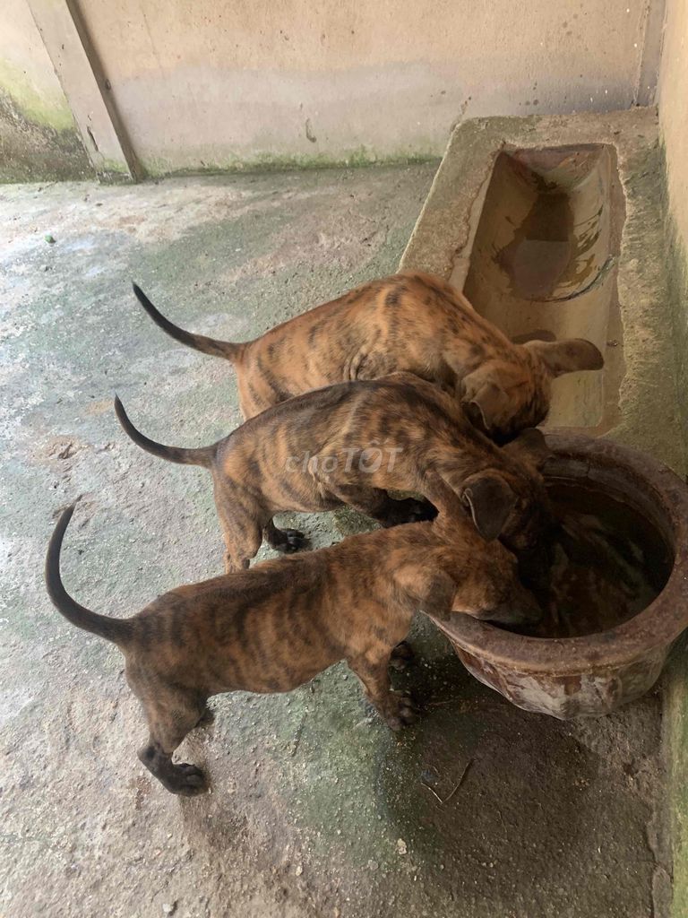 Chó Phú Quốc thuần chủng vện đủ màu. Mua bán Chó tại Huyện Củ Chi Tp Hồ Chí Minh được đăng bởi Lê Tá hình 1