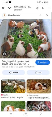 Có ai thanh lí hay chia lại Bọ ú(chuột lang) ko ạ. Mua bán Thú cưng khác tại Huyện Càng Long Trà Vinh được đăng bởi Vũ