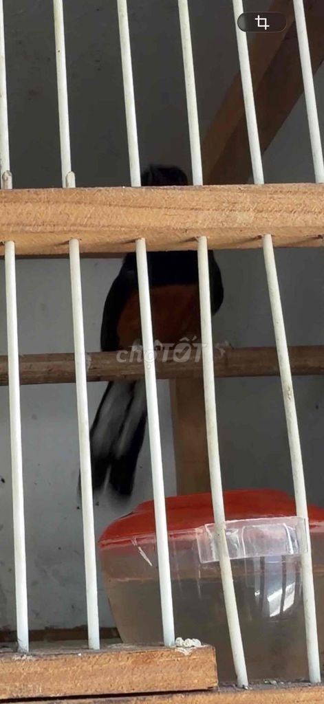chim chè. Mua bán Chim tại Quận Sơn Trà Đà Nẵng được đăng bởi chau hình 1