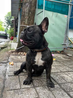 bán chó Cưng bull pháp thuần chủng. Mua bán Chó tại Huyện Hóc Môn Tp Hồ Chí Minh được đăng bởi Quang Trung