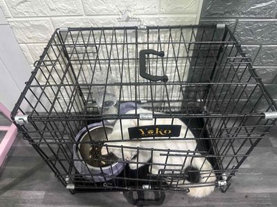 Mèo xiêm mắt xanh gần 4th tuổi. Mua bán Mèo tại Thị xã Bến Cát Bình Dương được đăng bởi Duc Nhat Tran