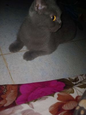 Gã đàn mèo anh