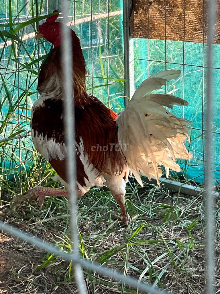 Gà chọi Gà bướm 2kg 8. Mua bán Gà tại Thành phố Thủ Đức Tp Hồ Chí Minh được đăng bởi the huy hình 1