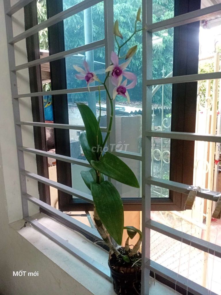 Lan denro tím trắng dễ chăm sóc. Mua bán Cây cảnh, đồ trang trí tại Quận Hà Đông Hà Nội được đăng bởi Nguyễn Phương Nhi hình 1