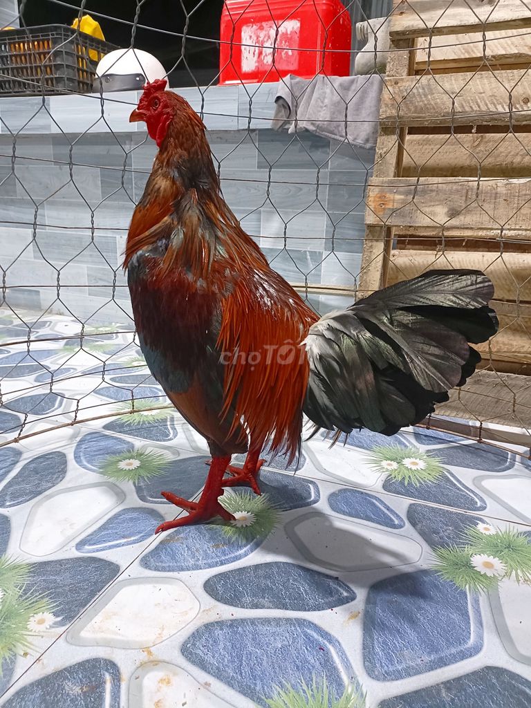 Gà cọp Khét 3kg. Mua bán Gà tại Thành phố Sóc Trăng Sóc Trăng được đăng bởi Tiền Gà  hình 1