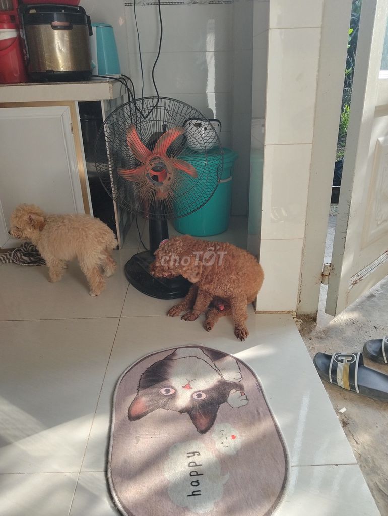 Chó Poodle Nâu, Kem. Mua bán Chó tại Thị xã Bình Minh Vĩnh Long được đăng bởi Võ thái Trung  hình 1