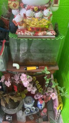 Hồ cá mini Kính Mới. Mua bán Phụ kiện, Thức ăn, Dịch vụ tại Thành phố Thủ Đức Tp Hồ Chí Minh được đăng bởi Nam