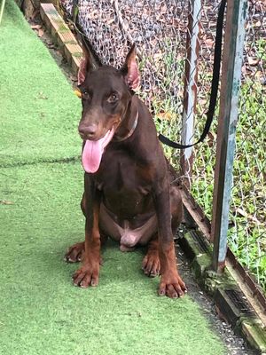 Chó Doberman đực 5 tháng đã tiêm. Mua bán Chó tại Huyện Bình Chánh Tp Hồ Chí Minh được đăng bởi Quốc Cường