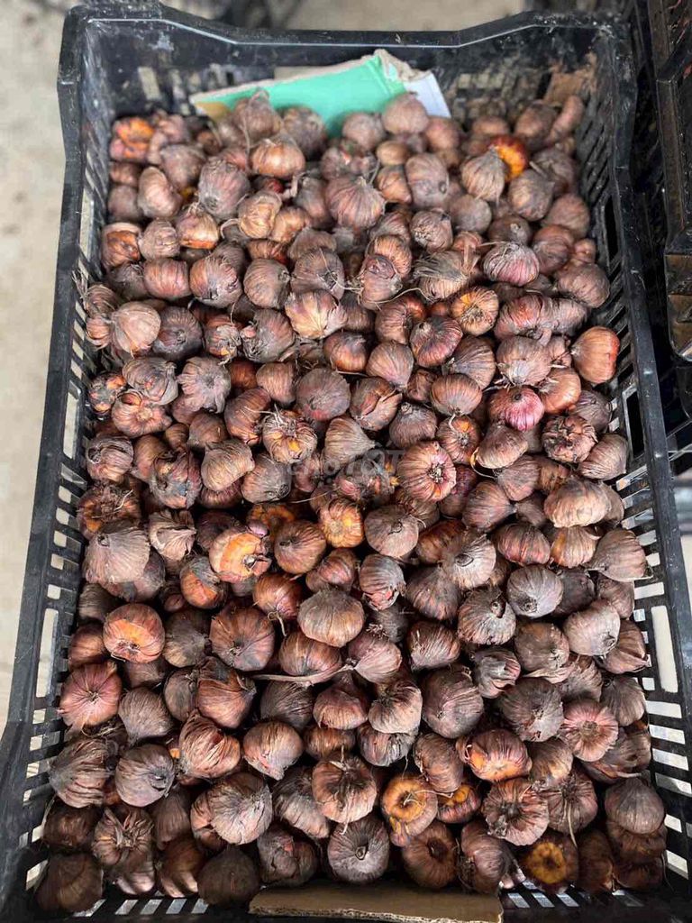 Củ giống hoa Lay ơn Đà Lạt. Mua bán Cây cảnh, đồ trang trí tại Huyện Đức Trọng Lâm Đồng được đăng bởi Mr Thang hình 1