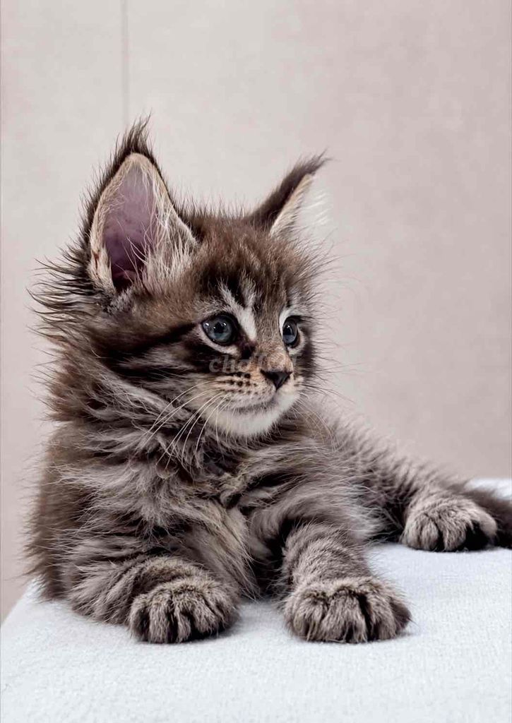 Maine Coon Baby Có Phả Hệ WCF. Mua bán Mèo tại Quận 12 Tp Hồ Chí Minh được đăng bởi PET CƯNG QUẬN 12 hình 1