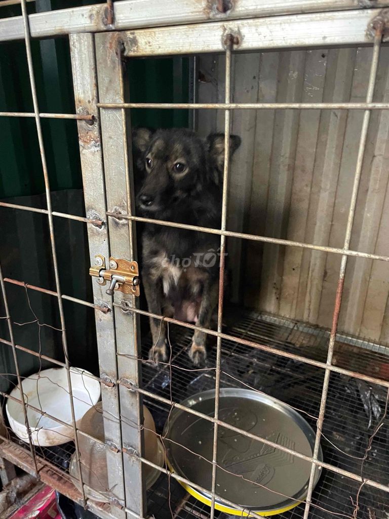 Chó con giống nhỏ cả hai màu đen. Mua bán Chó tại Thành phố Buôn Ma Thuột Đắk Lắk được đăng bởi Nguyễn Văn Thu hình 1